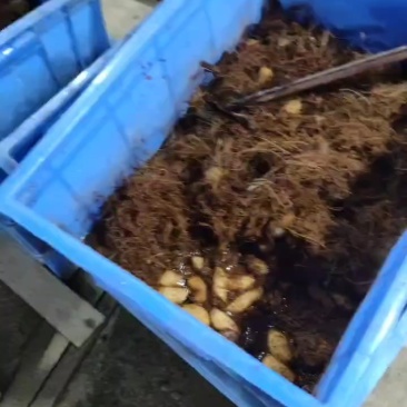 竹虫