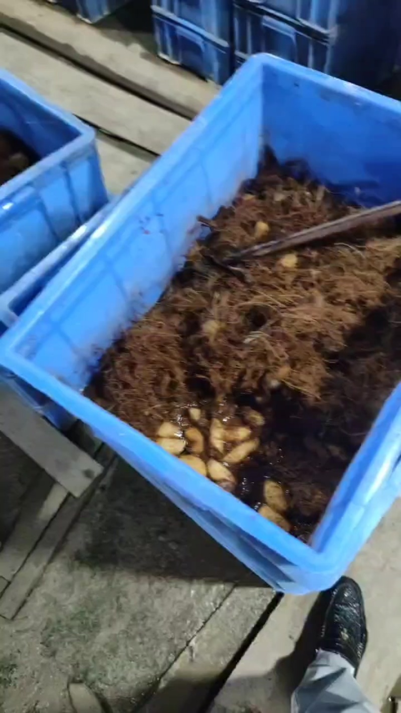 竹虫