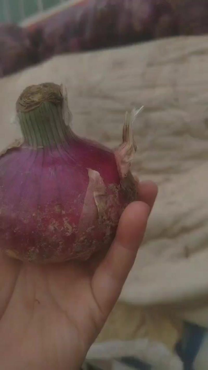 二红洋葱