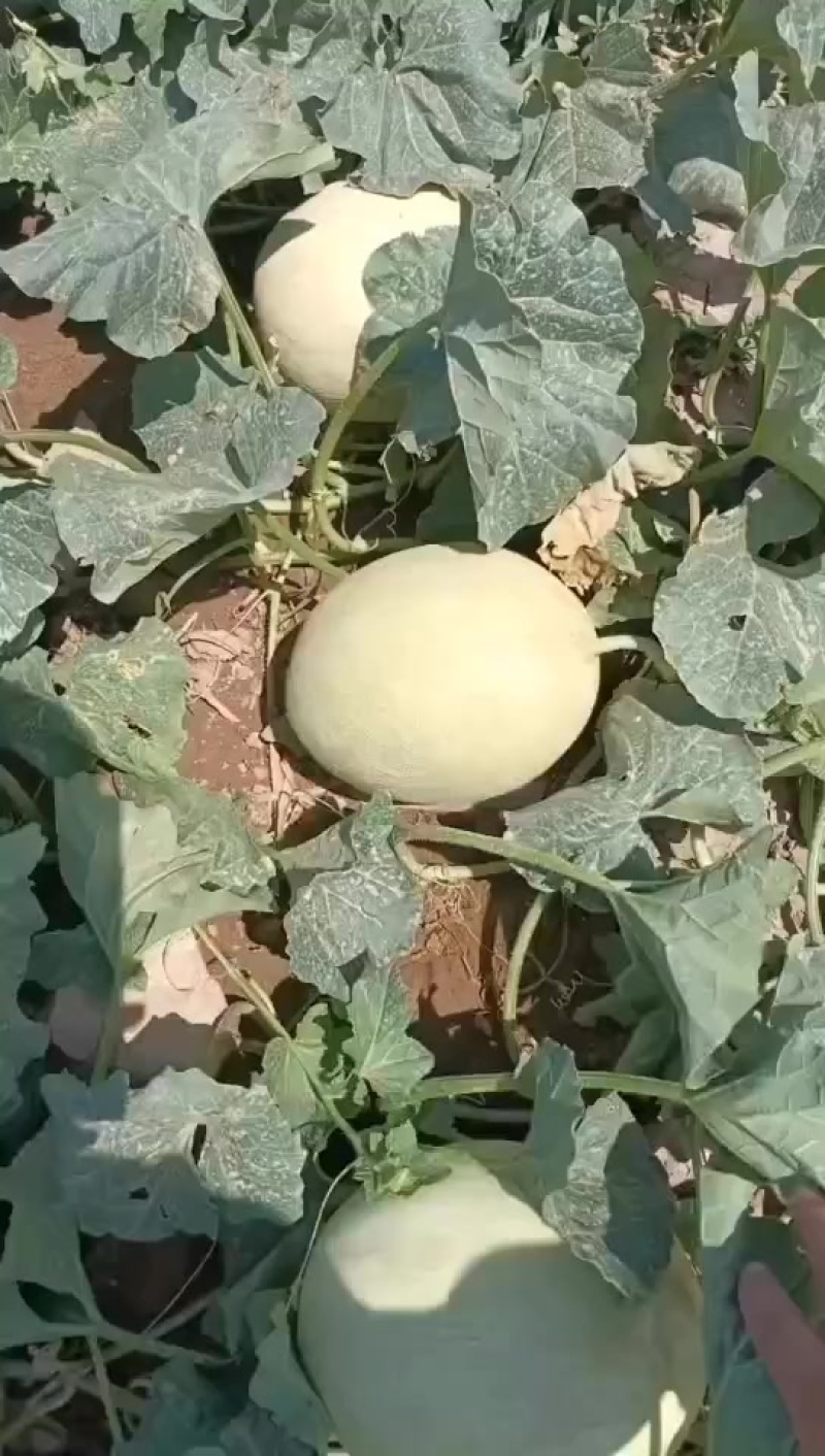 新疆吐鲁番白兰瓜大量上市，一手货源视频看货全国发货