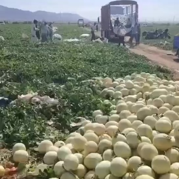新疆吐鲁番白兰瓜大量上市，一手货源视频看货全国发货
