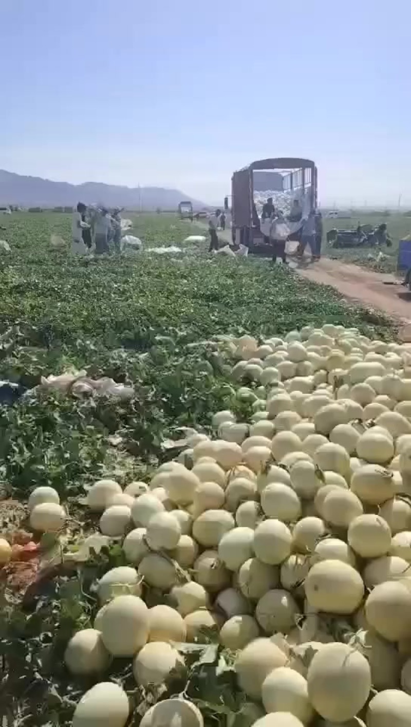 新疆吐鲁番白兰瓜大量上市，一手货源视频看货全国发货