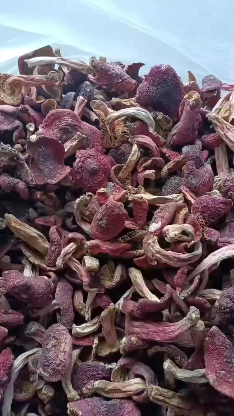 大红菌