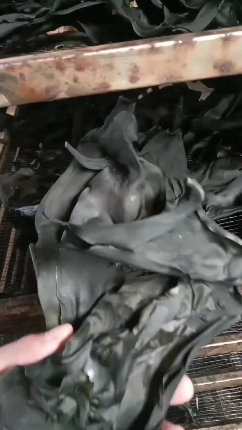 烘干海带丝，海带结，海带头，干海带