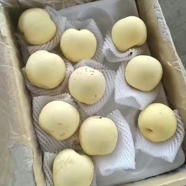 二级皇冠梨