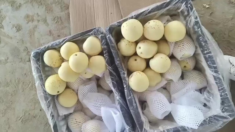二级皇冠梨