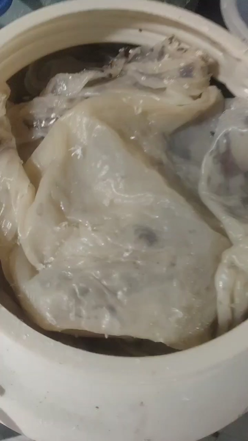 海蜇
