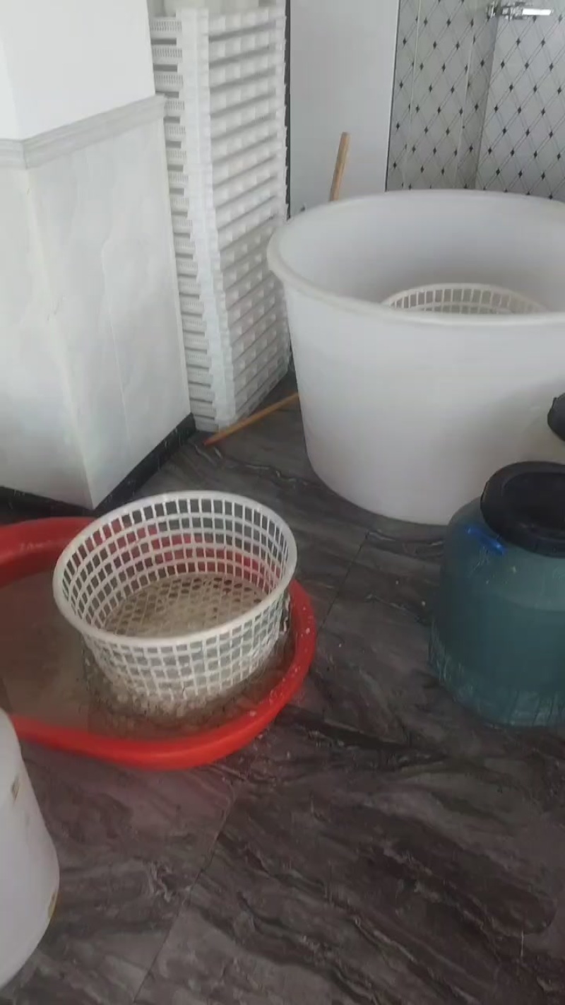 海蜇