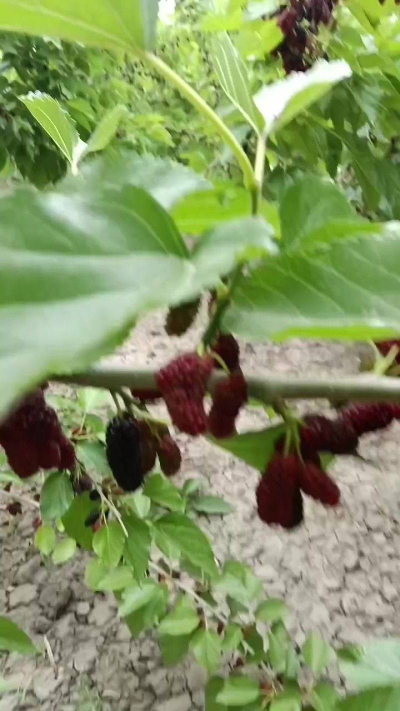 我想卖桑椹