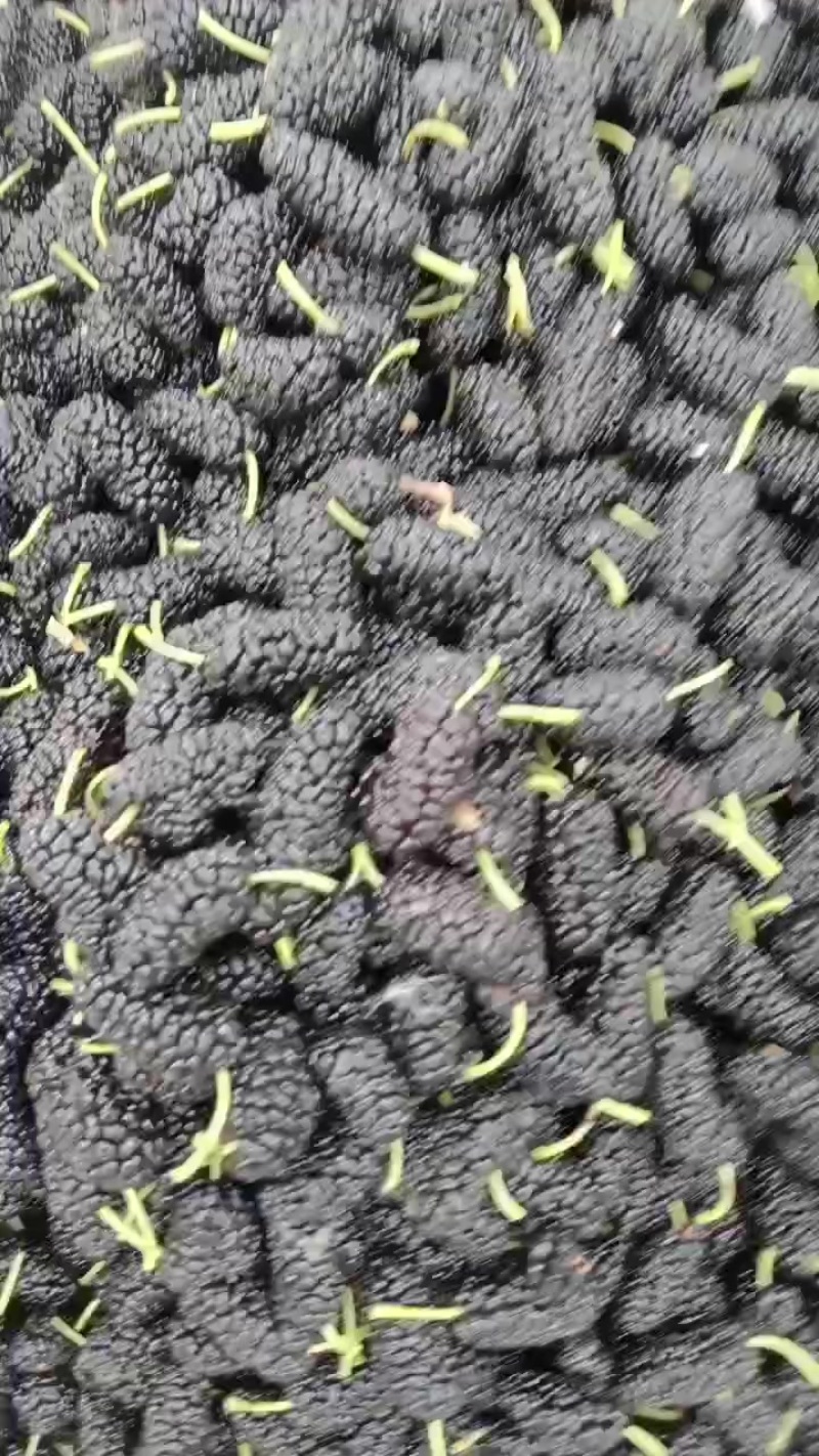 我想卖桑椹