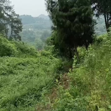 土鸡出售。本鸡场有优质跑山鸡出售。大约六到八斤左右土鸡。