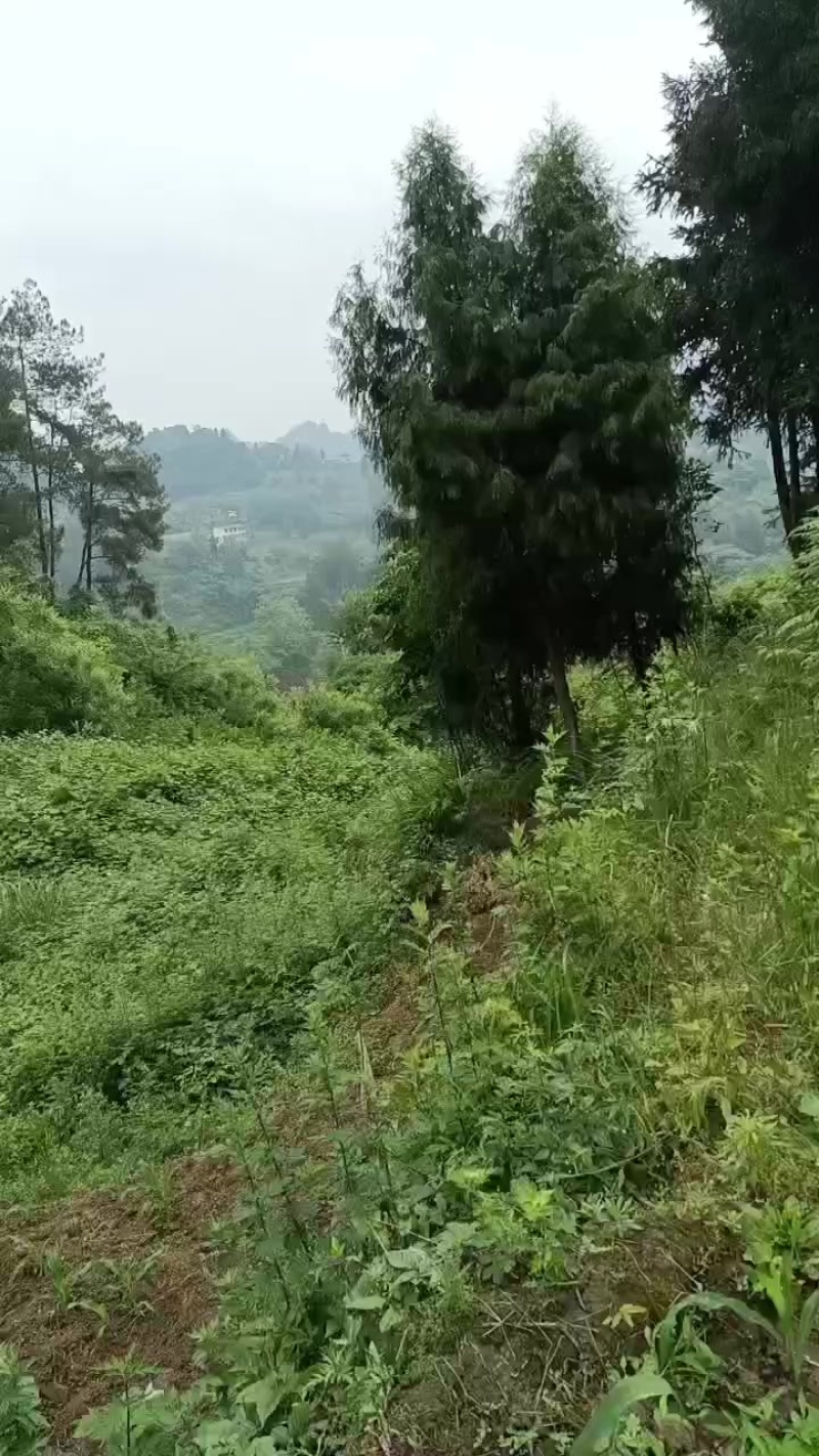 土鸡出售。本鸡场有优质跑山鸡出售。大约六到八斤左右土鸡。