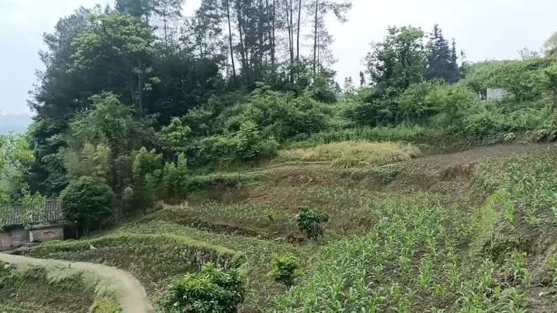 土鸡出售。本鸡场有优质跑山鸡出售。大约六到八斤左右土鸡。