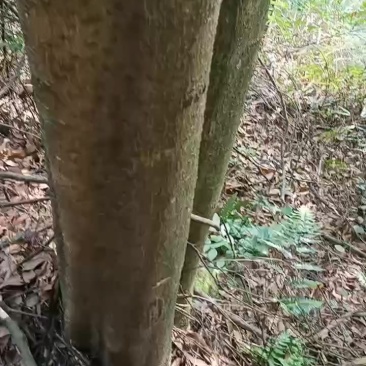 楠木
