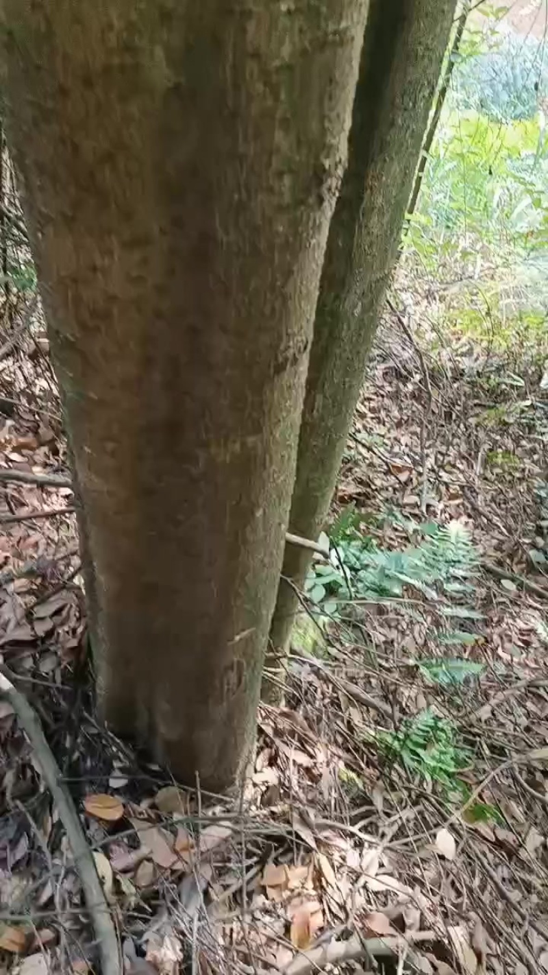 楠木