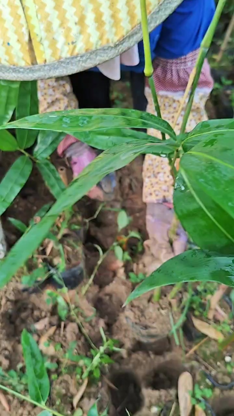 老水麻竹苗
