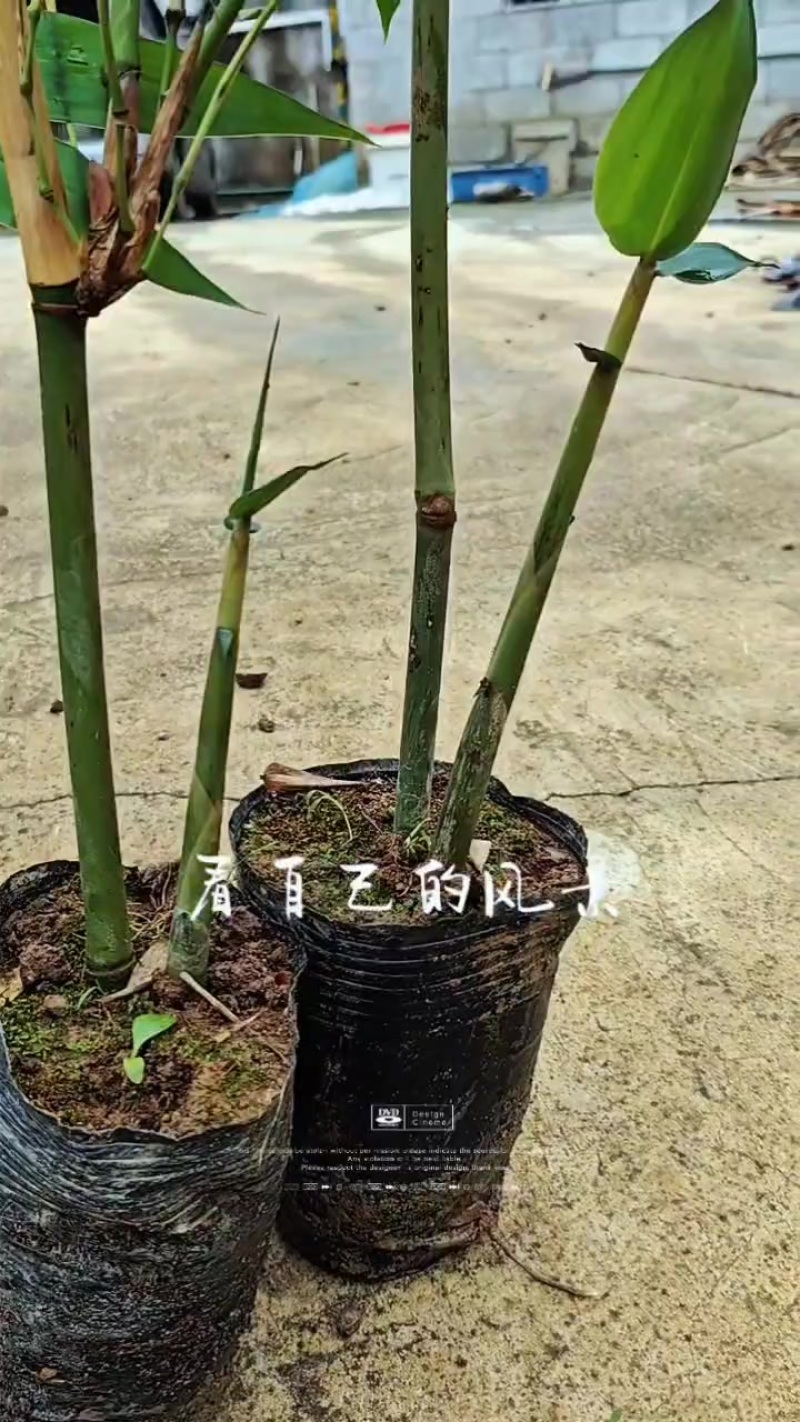 老水麻竹苗