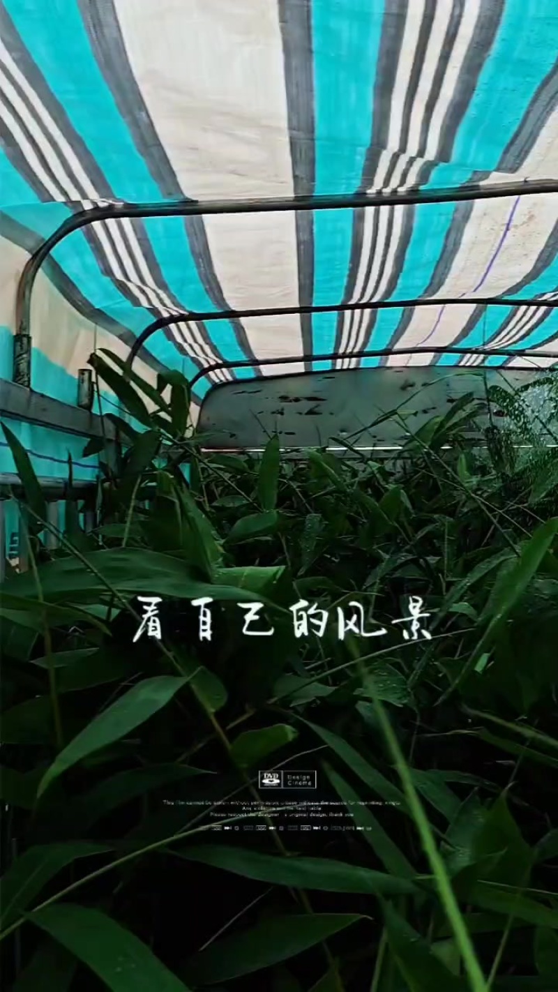 老水麻竹苗