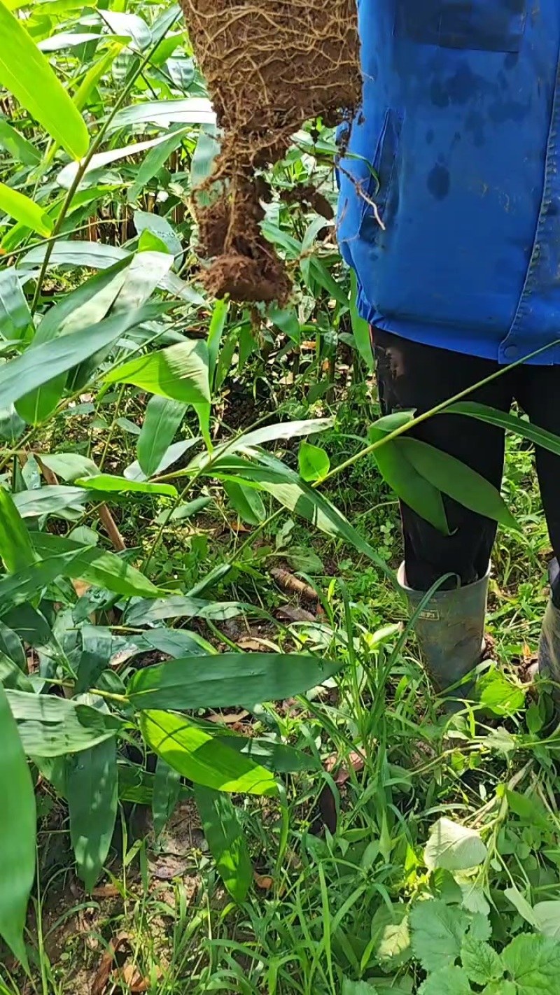老水麻竹苗