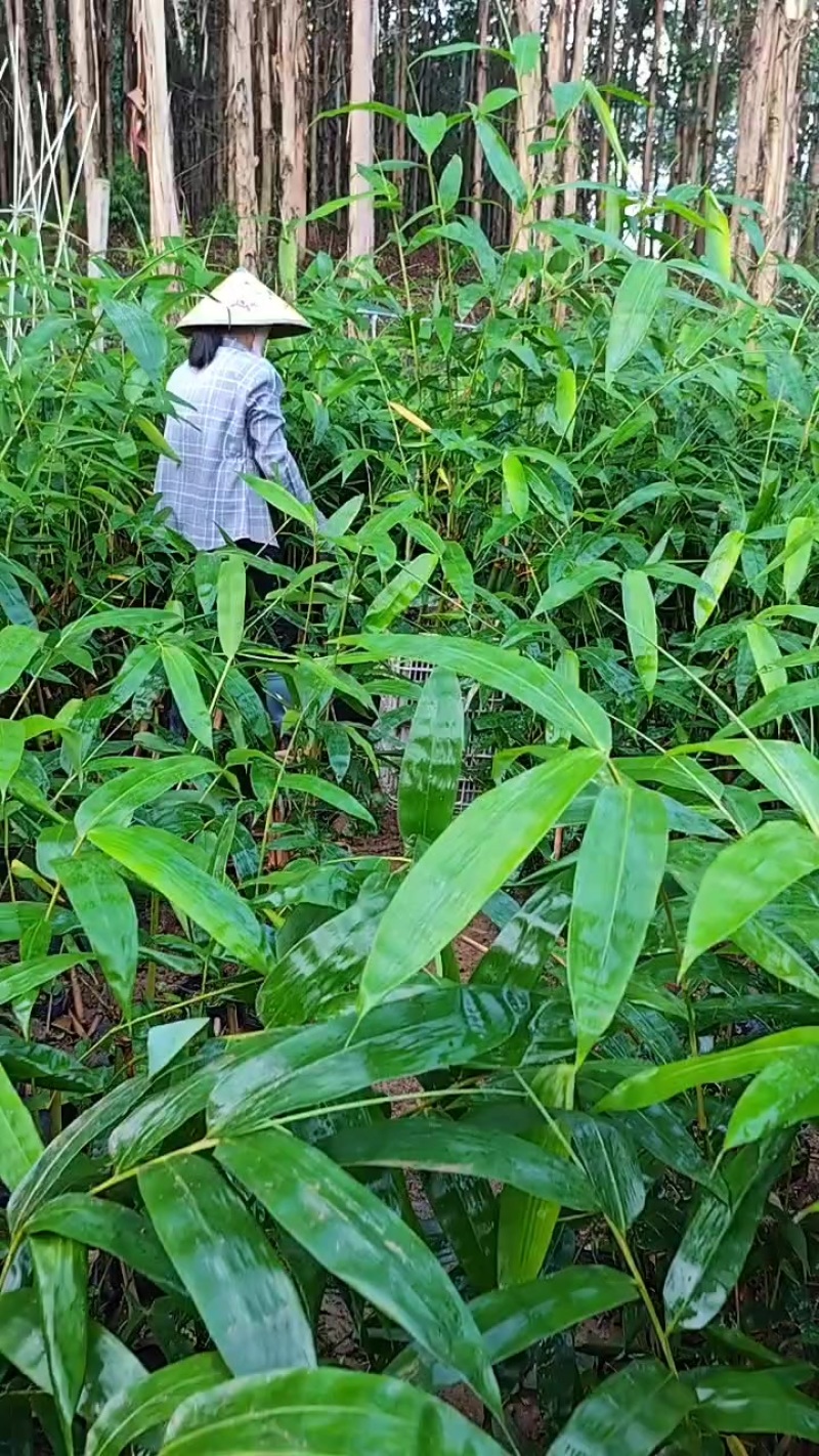 老水麻竹苗