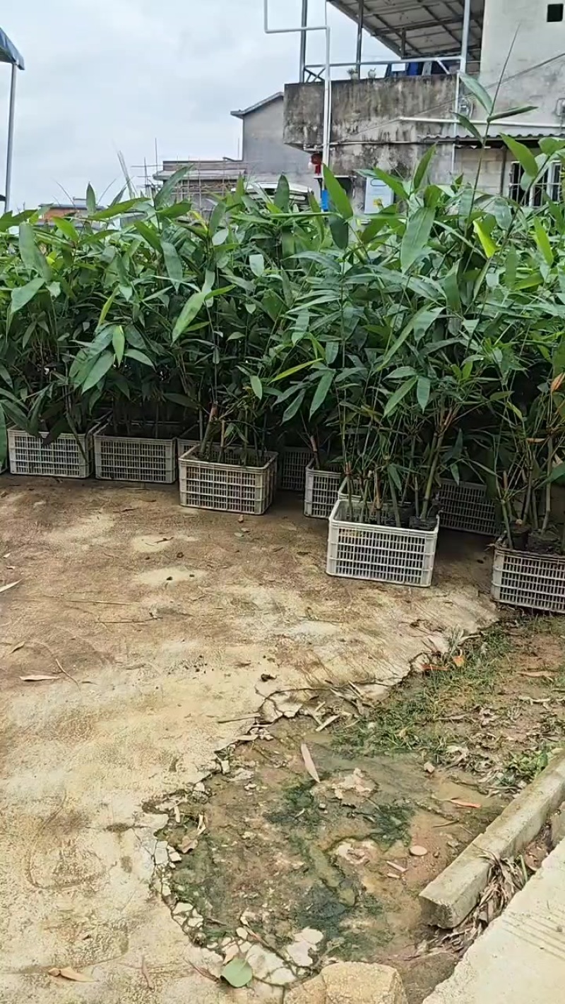老水麻竹苗