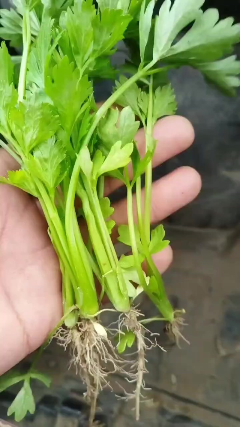 皇后西芹苗子