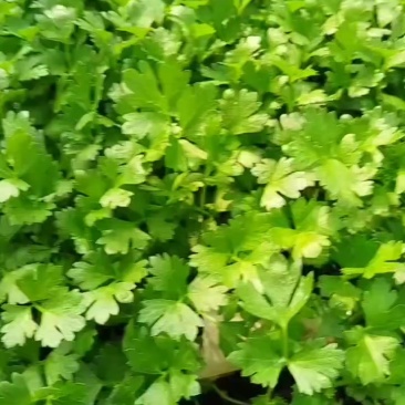 皇后西芹苗子
