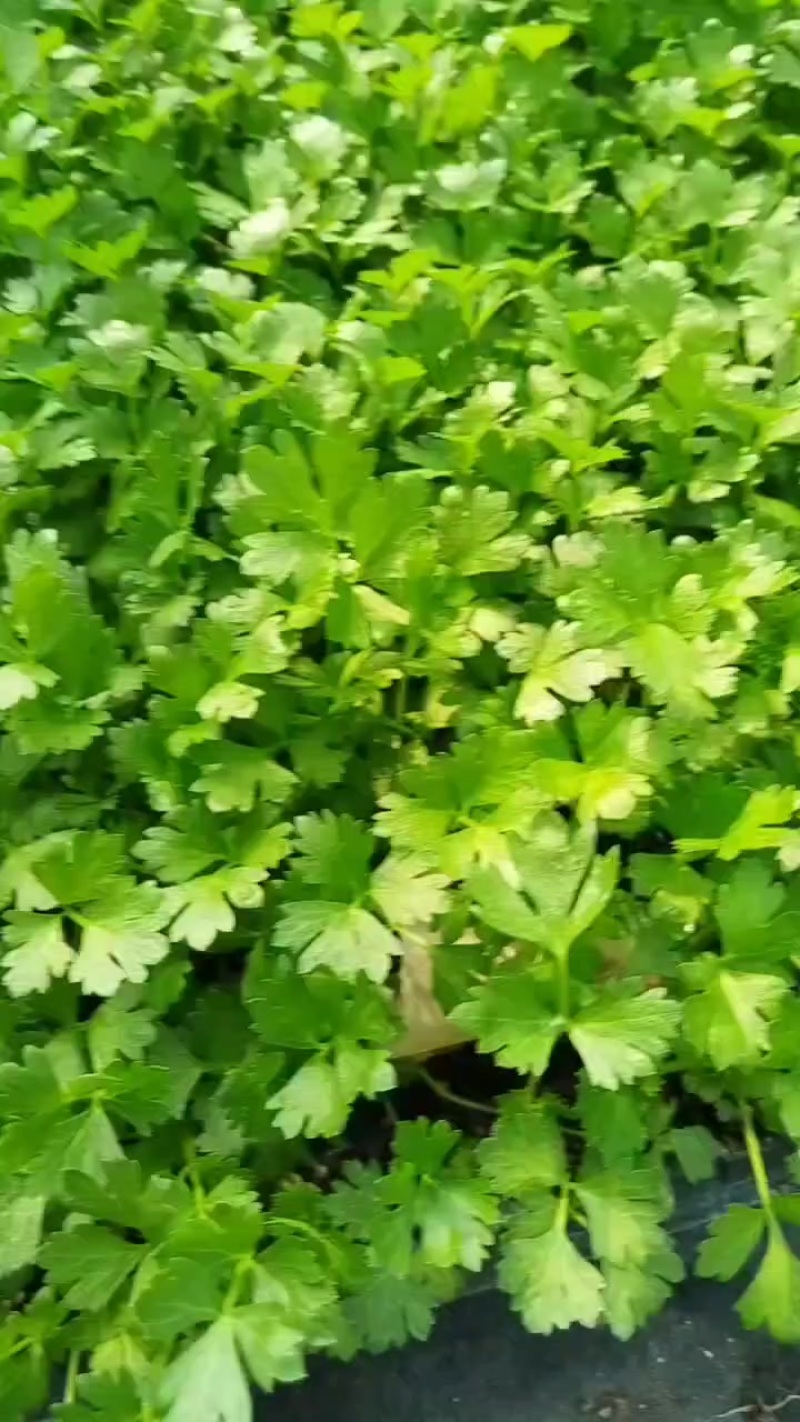 皇后西芹苗子