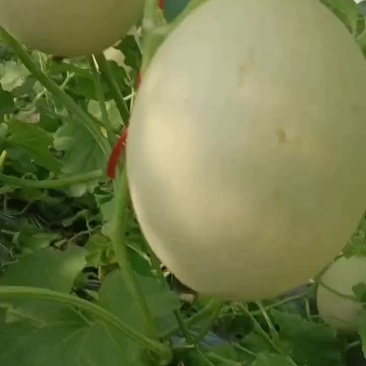 吊脆蜜，头茬