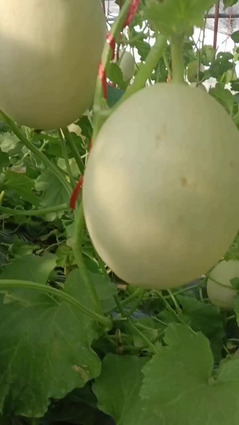 吊脆蜜，头茬