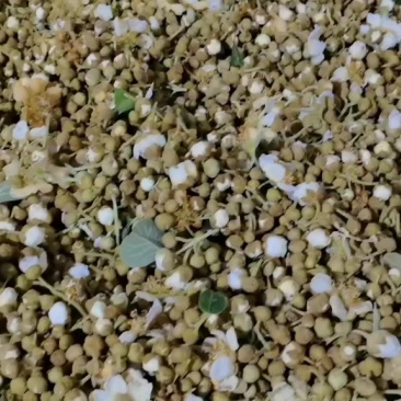 猕猴桃花粉每天1000斤
