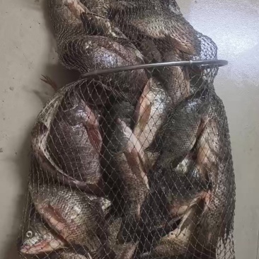 罗非鱼，