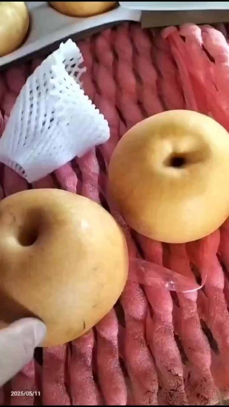 正宗莱阳秋月梨
