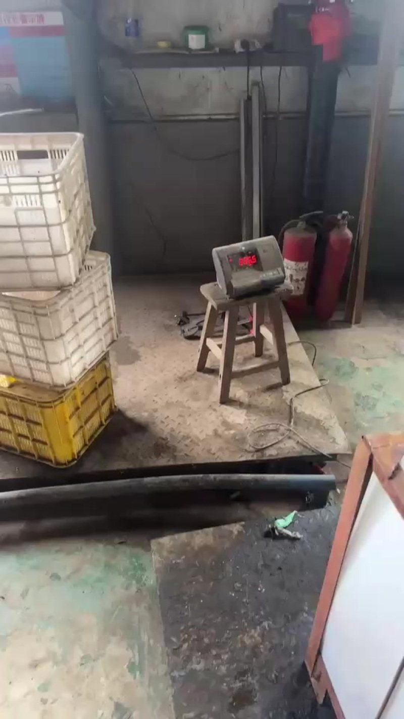 正宗莱阳秋月梨