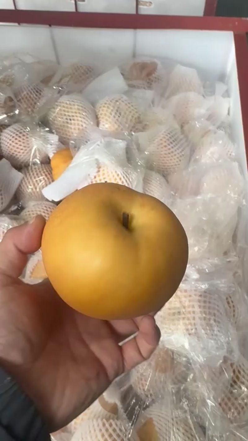 正宗莱阳秋月梨
