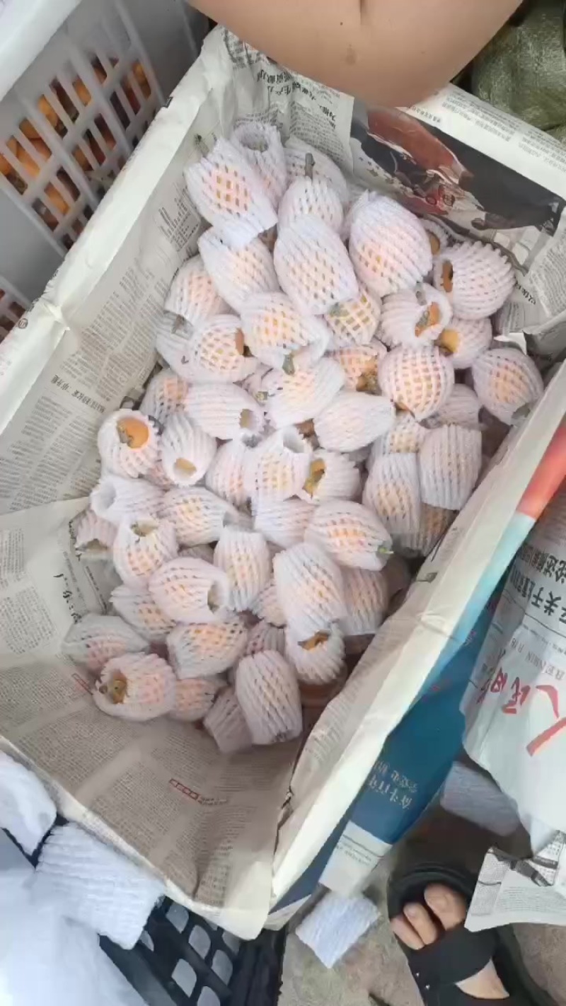 又香又甜大五星枇杷