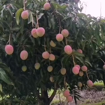 苹果芒