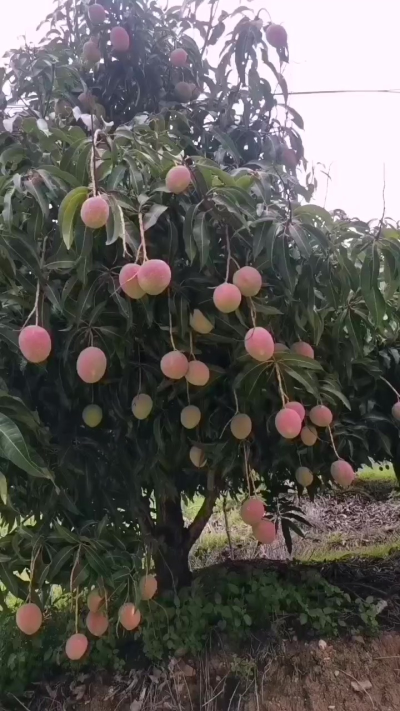 苹果芒