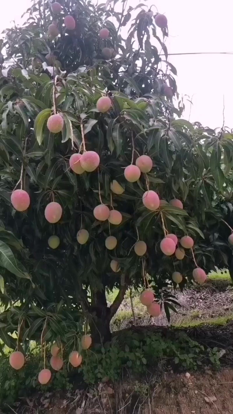 苹果芒
