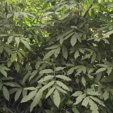 接骨草