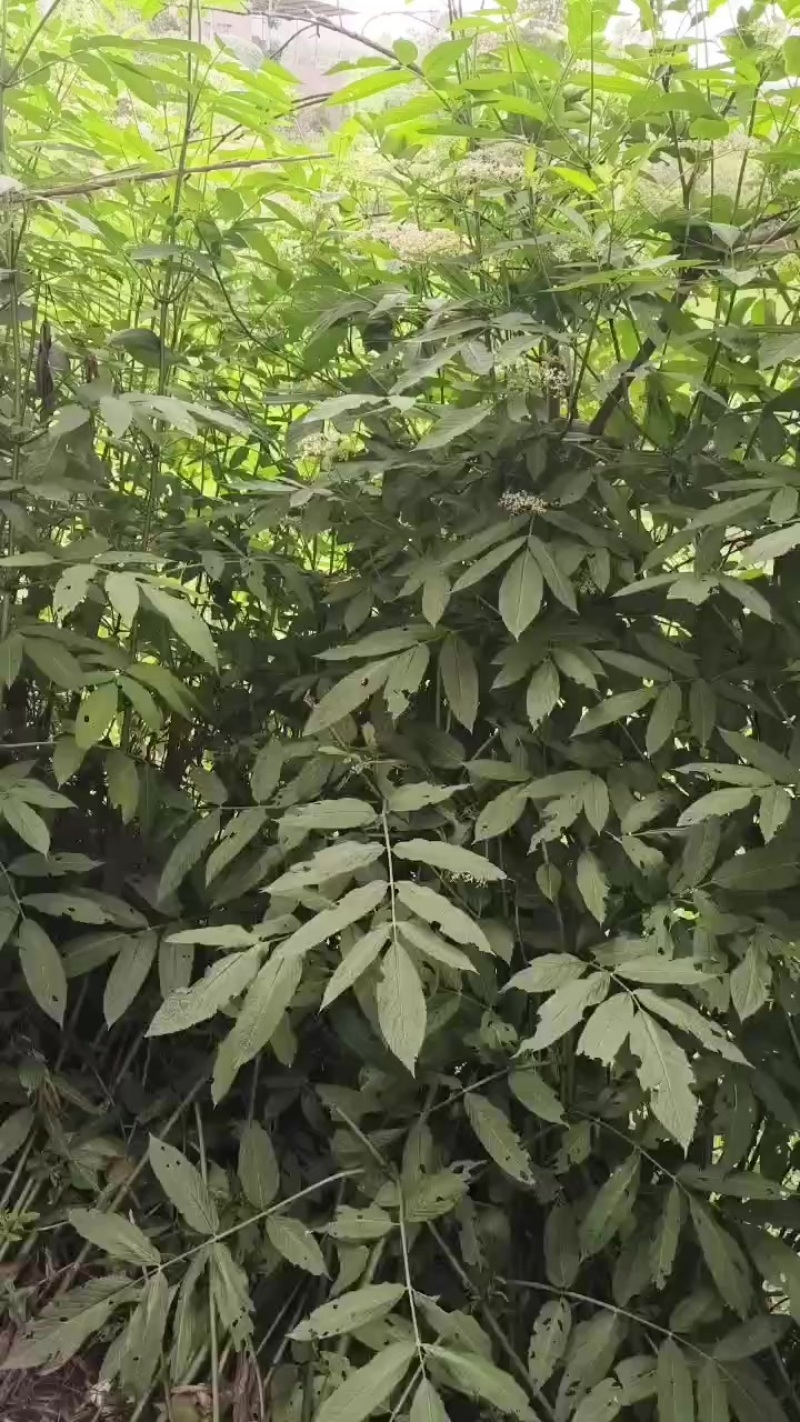 接骨草