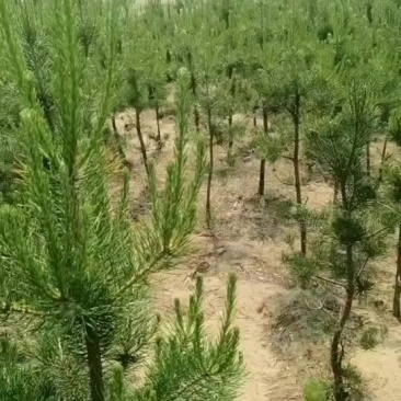 樟子松