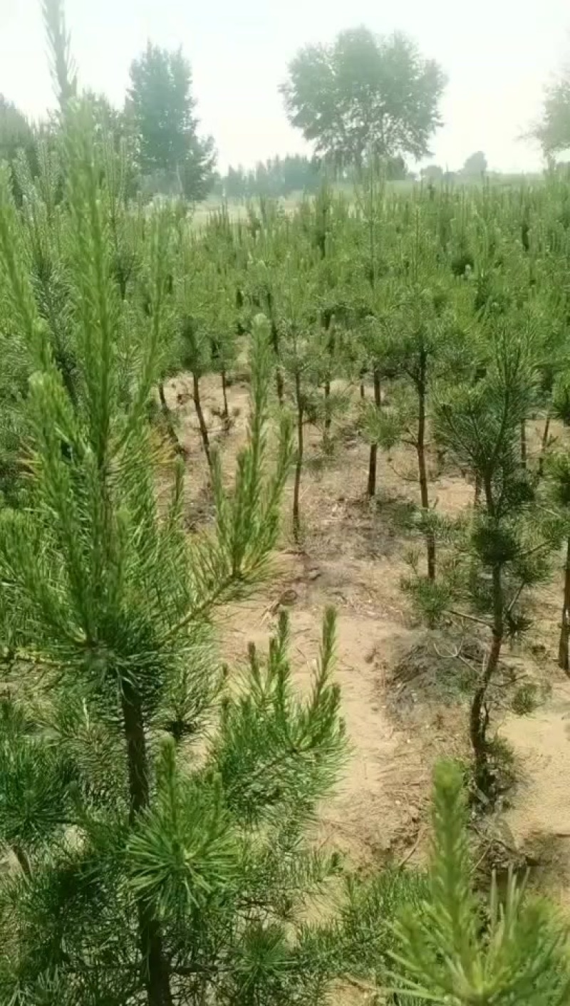 樟子松