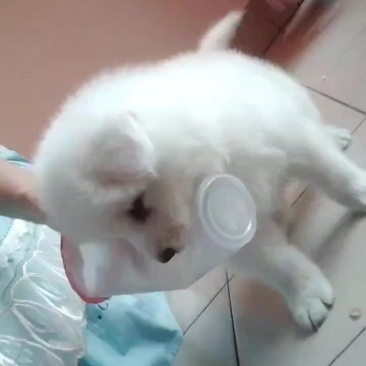 出售一只熊版萨摩耶