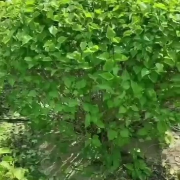 大叶丁香球