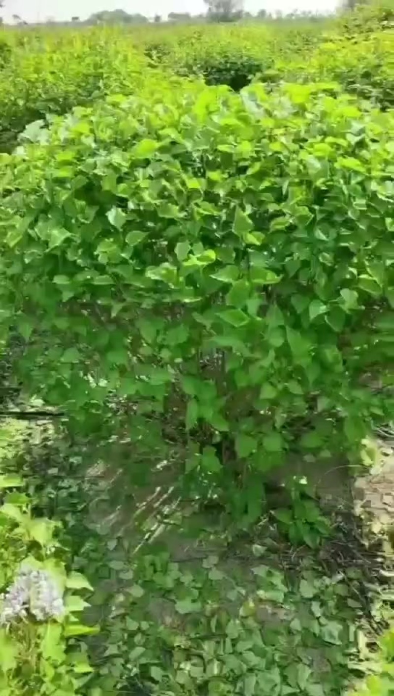 大叶丁香球