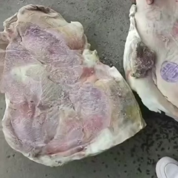 华统大日期肥猪后上肉20公斤3-4片，15吨左右，山东提8+