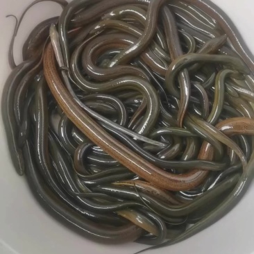 鳝鱼