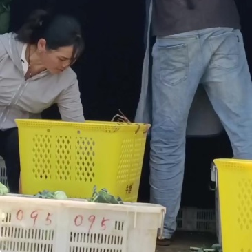 云南西兰花🥦