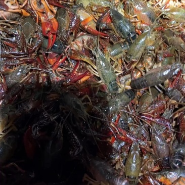 龙虾新鲜食材正品保证现货秒发欢迎联系